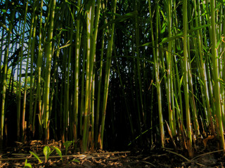 Fototapeta premium green city jungle6