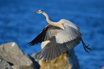 Great Blue Heron on Panama CIty Beach, Fl