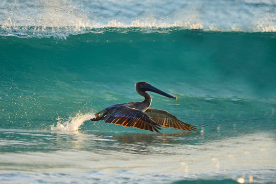 Pelican Surfing On Panama City Beach, FL