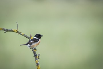 Common Stonechat (Saxicola rubicola) sitting on a branch