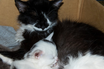 Cat feeding her small kitten in a box