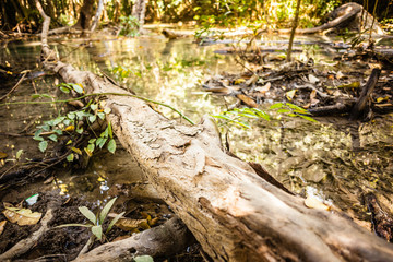 Tropical Thai rainforest