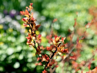 Branch with young red leaves, closeup
