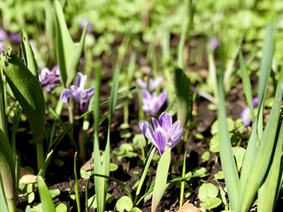 Purple flowers in the garden
