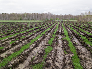 People plant trees on the field in beds dug with even parallel lines to make the ecology better and the air cleaner in Novosibirsk, Russia. Aerial photography with quadrocopter.