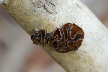 Hazelcup fungus, Encoelia fascicularis