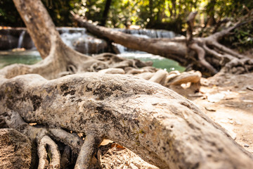 knotted root near waterfall