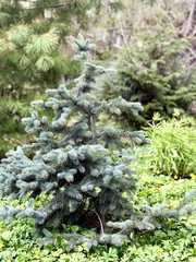 Young spruce in the garden
