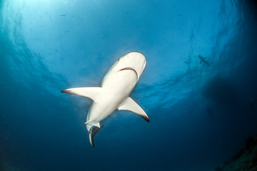 Caribbean reef shark