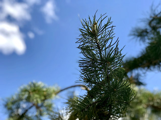 Spruce branch against the sky and clouds, closeup
