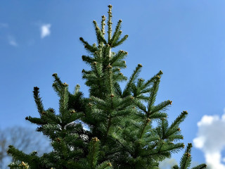 The top of fir tree against the sky and clouds, closeup
