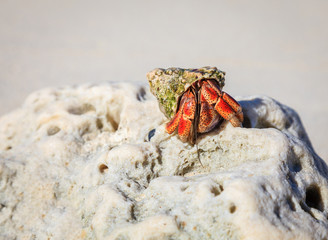 Hermit crab on a rock