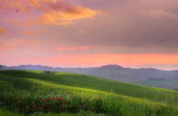 Italy; San Quirico d'Orcia; countryside landscape with red poppy flowers and Tuscan rolling hills