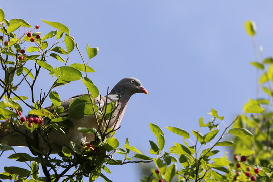 pigeon ramier
