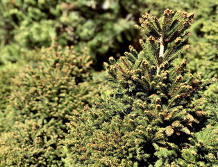 Evergreen trees in the garden
