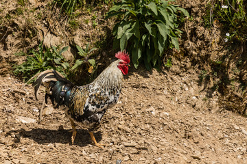 rooster in the streets of a village in Asturias, Sapin