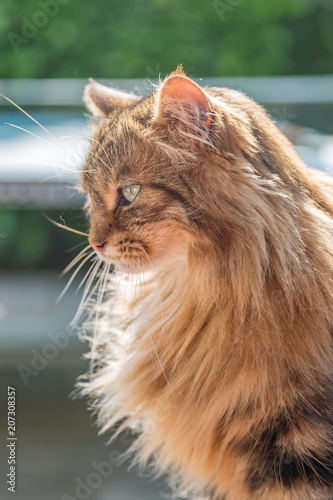 A Portrait Of A Long Haired Tabby Cat With A Shallow Depth Of