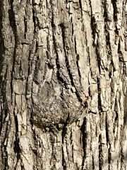 Texture of tree bark
