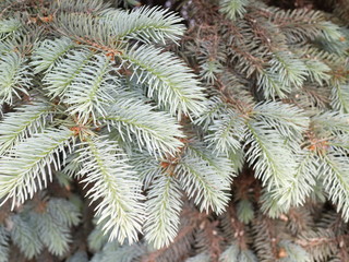 blue spruce branches