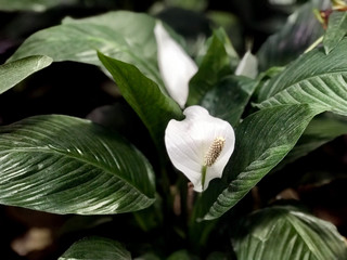 White tropical flower, closeup
