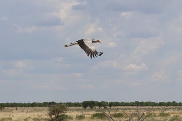 Landscapes and wildlife of Namibia