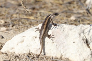 Landscapes and wildlife of Namibia