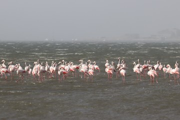 Fototapeta premium Landscapes and wildlife of Namibia