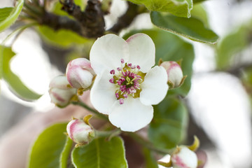 Closeup view of apple tree blossom.