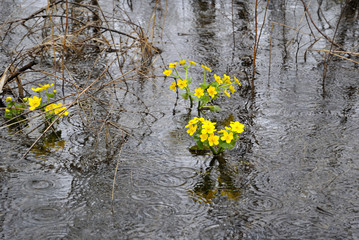 Obraz na płótnie Canvas marshland in Siberia with yellow flowers