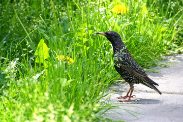 Starling an ordinary.