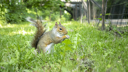 little sweet squirrel eating in the grass
