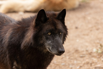 Gray Wolf