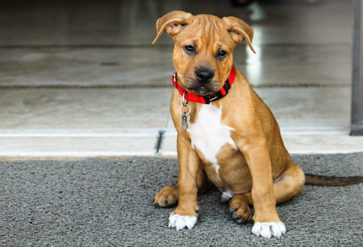 Puppy Dog Sitting Boxer Pit Bull Mix