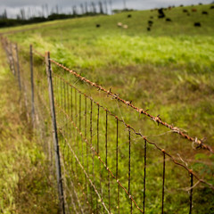 barbed wire fence