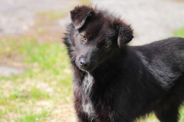 Fototapeta premium homeless stray dog