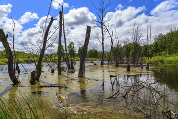Obraz premium Swamp, abandoned lake, violation of eocology