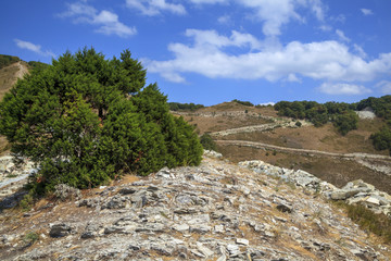 mountain landscape, pine forest on the rocks by the sea