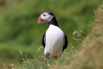 Puffins in Faroe Islands