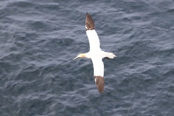 Fototapeta na wymiar Northern gannets in Faroe Islands