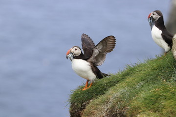 Puffins in Faroe Islands