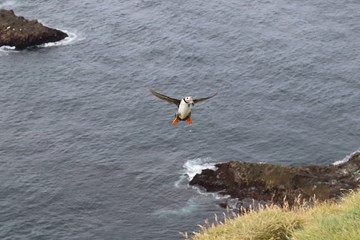 Puffins in Faroe Islands