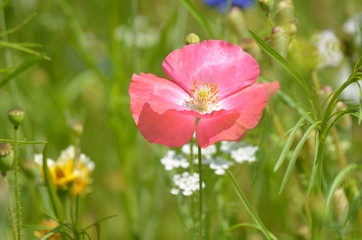 Naklejka premium fleur de printemps