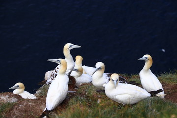 Northern gannets in Faroe Islands