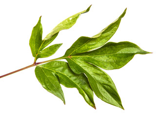 green leaf peony bush isolated on white background