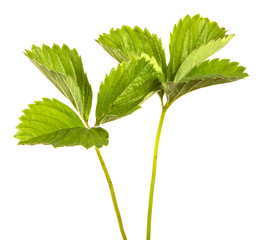 Green leaf of a bush of a strawberry. Isolated on white background