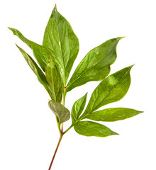 green leaf peony bush isolated on white background