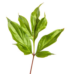Fototapeta premium green leaf peony bush isolated on white background