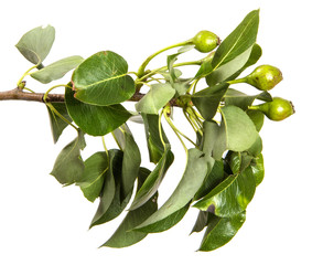 branch of a pear tree with green leaves. Isolated on white background