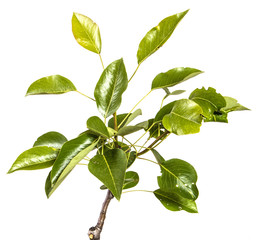 branch of a pear tree with green leaves. Isolated on white background