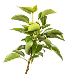 branch of a pear tree with green leaves. Isolated on white background